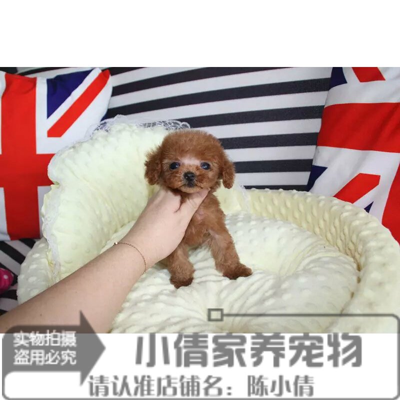 出售纯种茶杯犬红泰迪幼犬贵宾犬活体幼犬棕色泰迪狗狗母可上门h