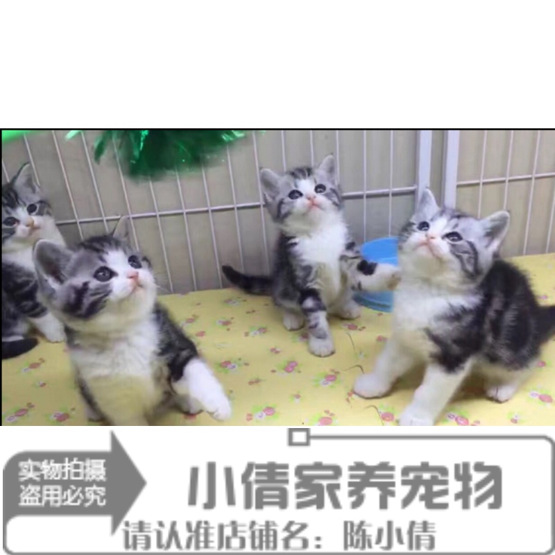 美短虎斑猫虎斑猫活体起司猫宠物猫活体美短加白美国短毛猫x