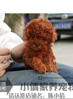 赛级红泰迪幼犬茶杯纯种活体泰迪狗玩具型迷你赛级灰色贵宾73h