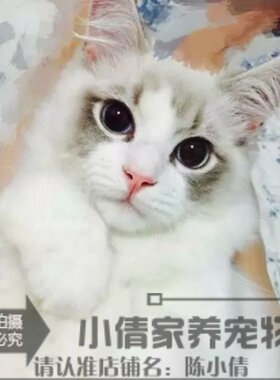 出售海豹重点色活体布偶猫