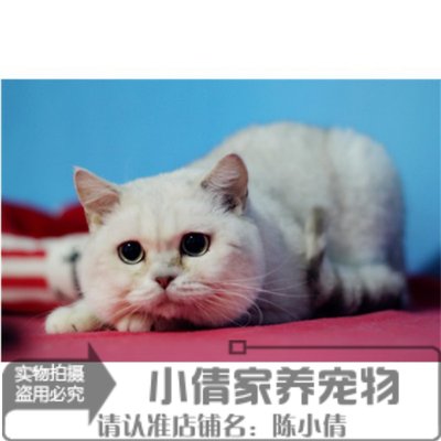 银渐层活体英国短毛猫