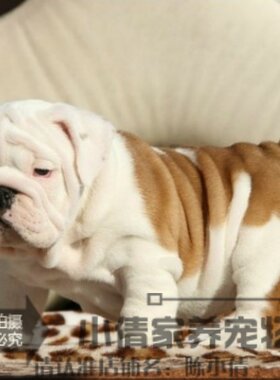 活体纯种双血统英国斗牛犬