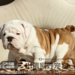 牛气冲天英国斗牛犬幼犬活体宠物狗赛级英斗纯种英牛双血统h