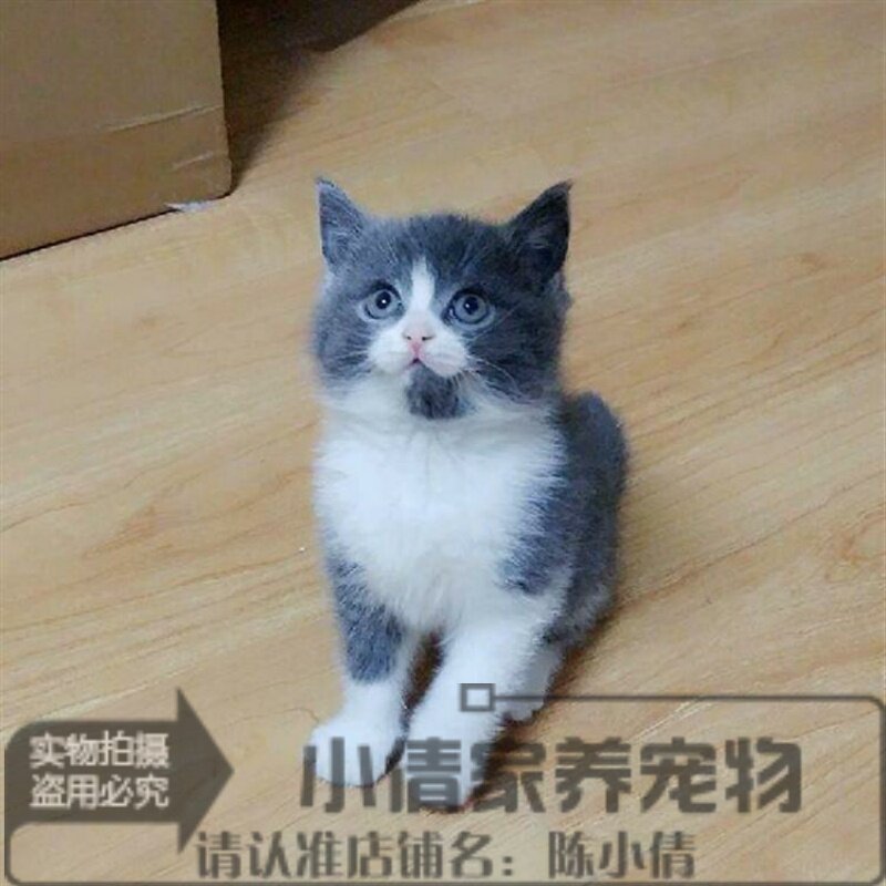 出售英国短毛猫纯种活体英短蓝白幼猫家养幼仔蓝白幼猫宠物猫h