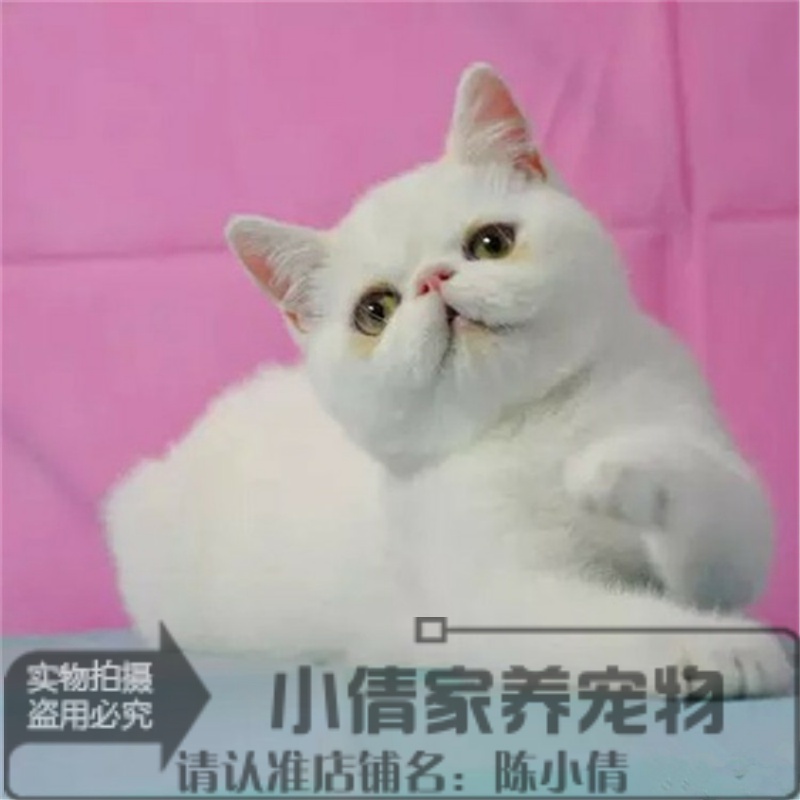 出售纯白色活体异国短毛猫