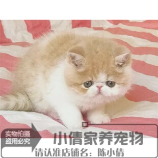 赛级出售加菲猫宠物猫异国短毛猫家养纯种加菲幼猫活体乳白妹妹x