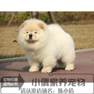 赛级松狮幼犬活体奶白色美系松狮狗狗公犬支持视频支付宝松狮犬h