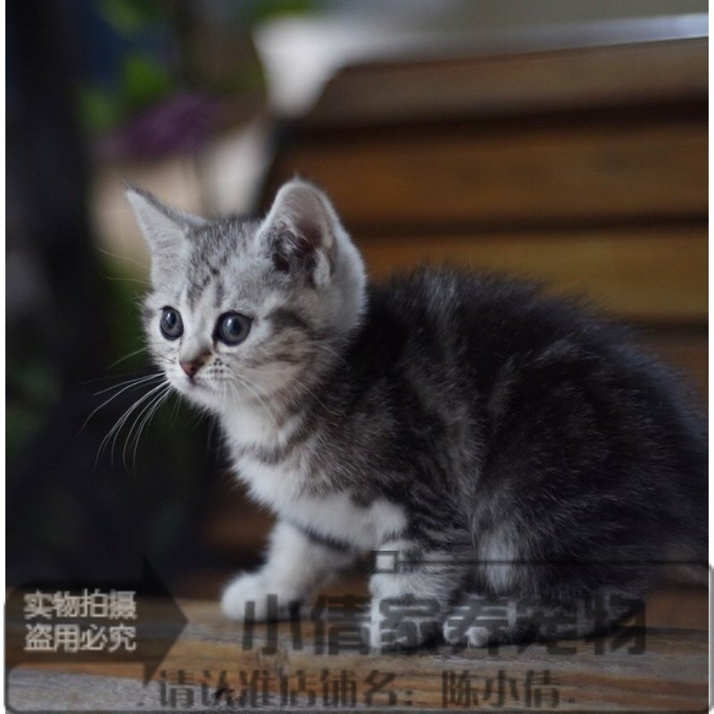 美国短毛猫宠物猫咪活体幼猫家养美短银虎斑标斑起司猫纯种小猫y_虎窝淘