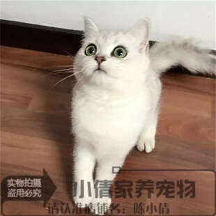 英短银渐层英国短毛猫家养活体幼猫宠物猫绿眼渐层猫纯种英短q