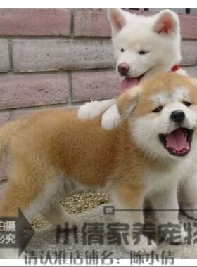 双血统日本活体纯种秋田犬