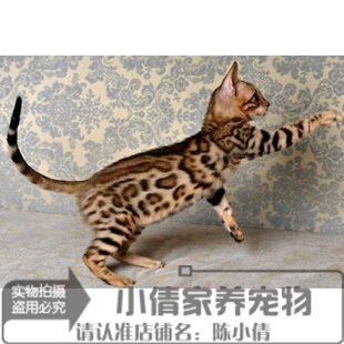 孟加拉豹猫幼猫 纯种豹猫幼猫 豹猫幼猫活体空心大玫瑰大理石纹h