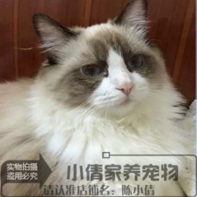 纯种活体海豹双色布偶猫