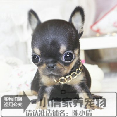 苹果茶杯纯种吉娃娃幼犬