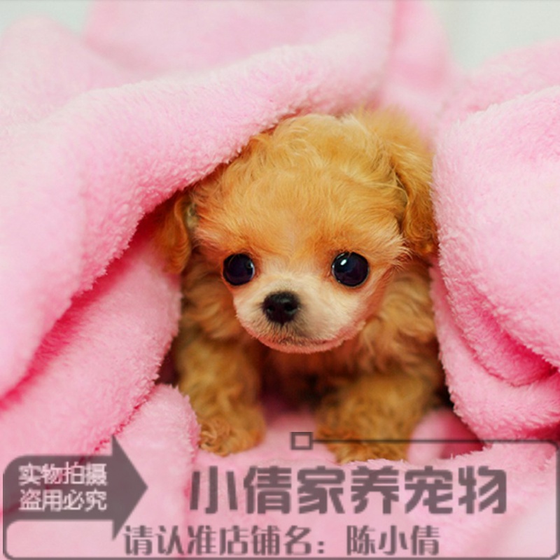 泰迪熊宠物狗泰迪犬红色泰迪纯种幼犬泰迪茶杯犬袖珍狗q