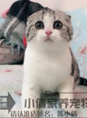 纯种加白起司幼崽出售美国短毛猫
