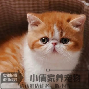 出售纯种加菲猫活体宠物猫黄白双色异国短毛猫家养幼猫血统纯正x