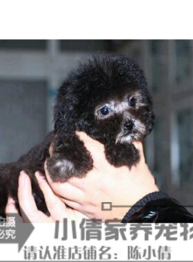 纯种茶杯灰色活体贵宾双血统幼犬