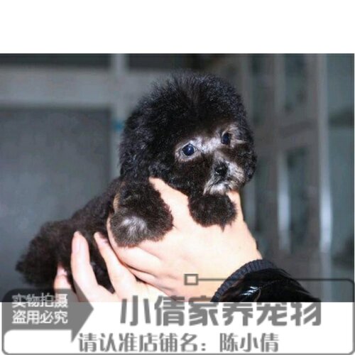 纯种茶杯灰色活体贵宾双血统幼犬
