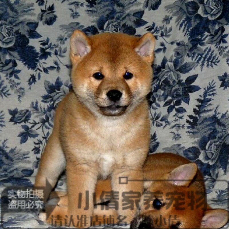 家养健康日本柴犬赛级日本柴犬幼犬活体宠物狗小豆柴微笑天使x