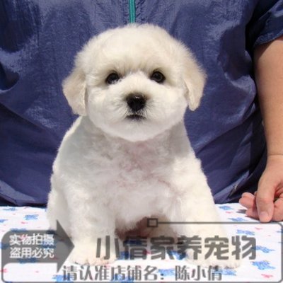 出售法国纯种比熊犬宠物狗狗