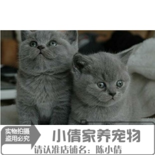 赛级蓝猫宠物猫英国短毛猫蓝猫活体折耳立耳幼猫蓝猫活体x