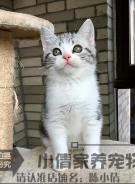活体纯种虎斑立耳美国短毛猫