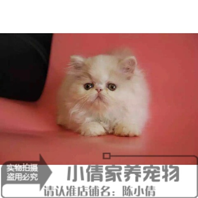 纯种活体白色异国短毛猫