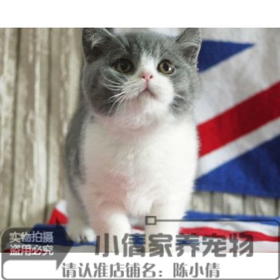 出售纯种蓝白立耳活体英国短毛猫