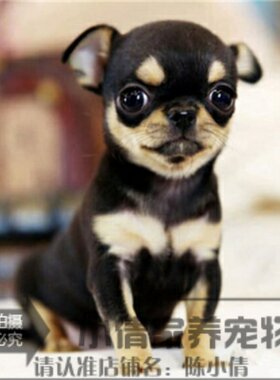 出售长不大墨西哥袖珍吉娃娃幼犬