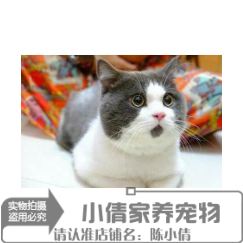 宠物猫活体蓝猫家养低价折耳猫波斯猫加菲猫布偶猫暹罗猫幼猫q