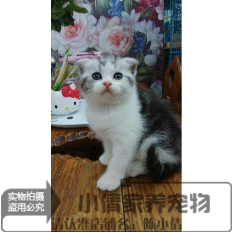 出售虎斑纯种活体美国短毛猫