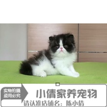 双血统加菲猫宠物猫咪q异国短毛猫1