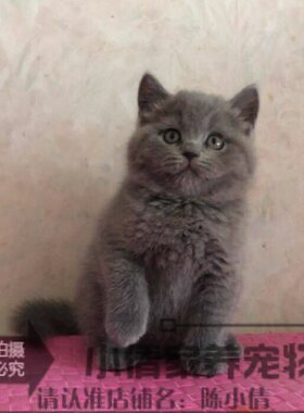 活体自家繁育纯种英短蓝猫