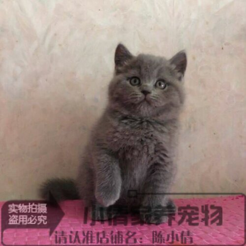 活体自家繁育纯种英短蓝猫
