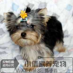 包纯种健康x 玩具小体型约克夏梗幼犬 出售约克夏幼犬