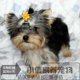 玩具小体型约克夏梗幼犬 出售约克夏幼犬 包纯种健康x