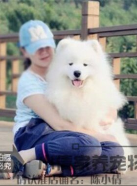 出售纯种微笑天使活体萨摩耶幼犬