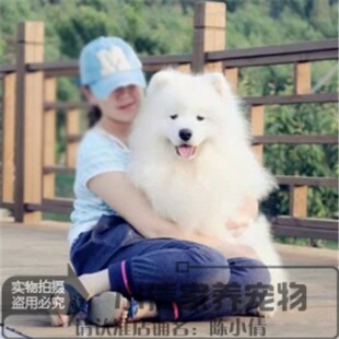 赛级萨摩耶幼犬出售纯种微笑天使狼版熊版萨摩耶犬活体宠物狗狗h