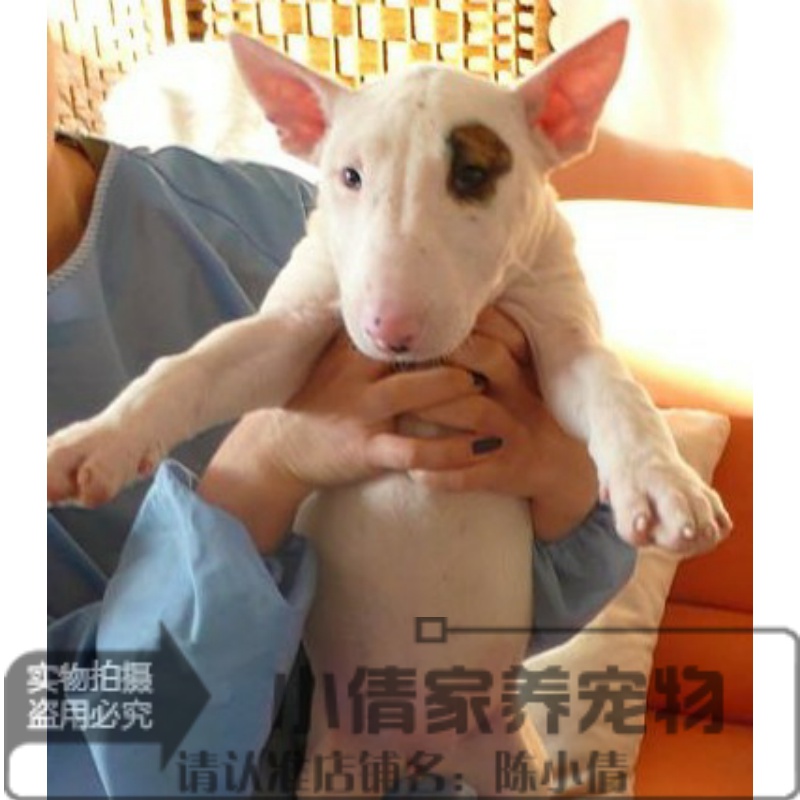 纯种海盗眼牛头梗幼犬活体斗牛梗宠物狗狗孙红雷同款支持支付宝x