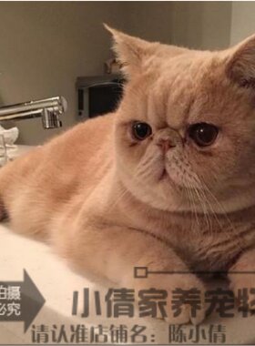 布偶活体英短折耳猫