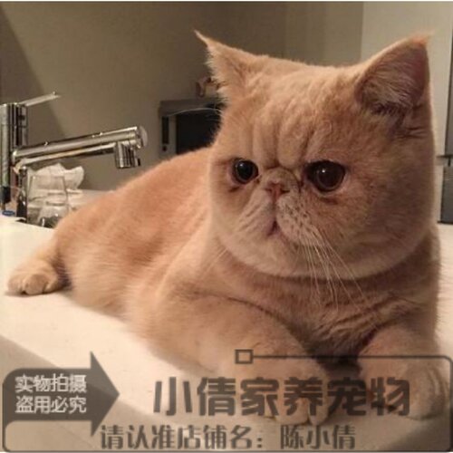 布偶活体英短折耳猫