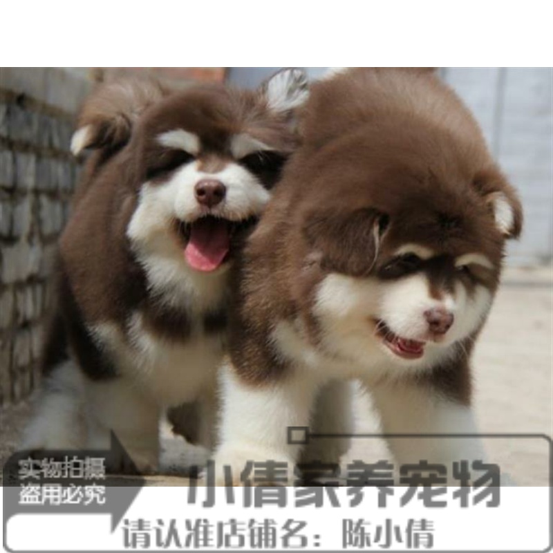 纯种巨型阿拉斯加犬阿拉斯加雪橇犬赛级阿拉斯加幼犬