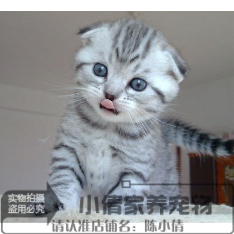 美短银虎斑折耳苏格兰折耳猫起司美国短毛猫家养活体宠物小猫咪q