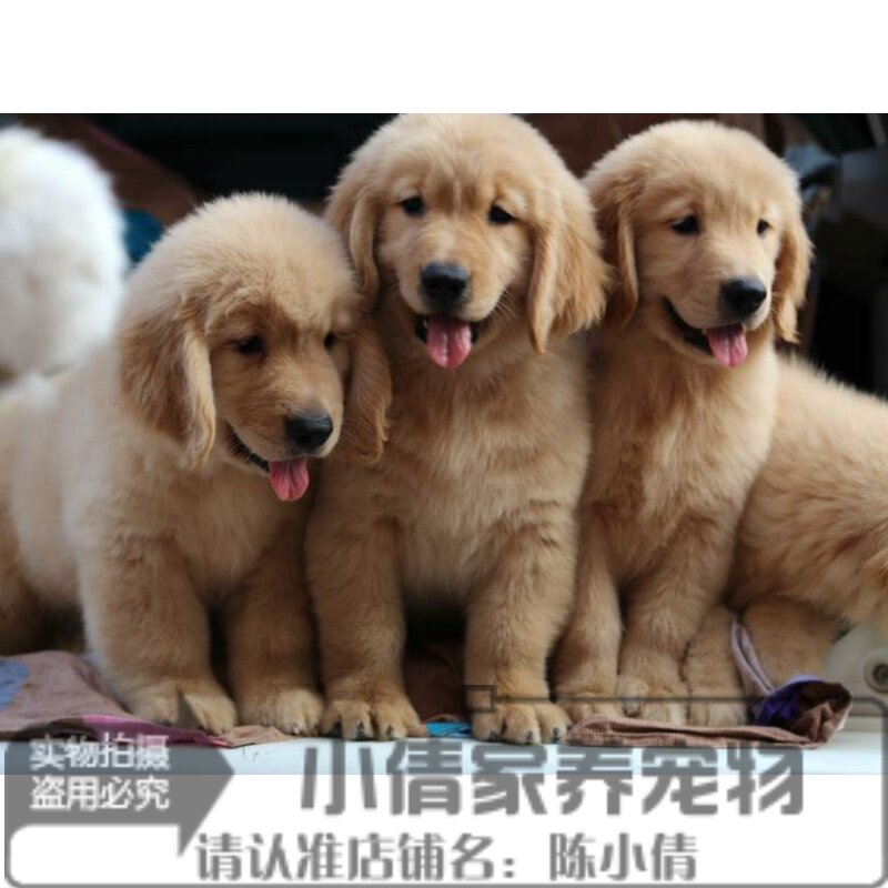 出售纯种金毛犬金毛寻回犬金毛黄金幼犬金毛猎犬宠物狗金毛小狗x