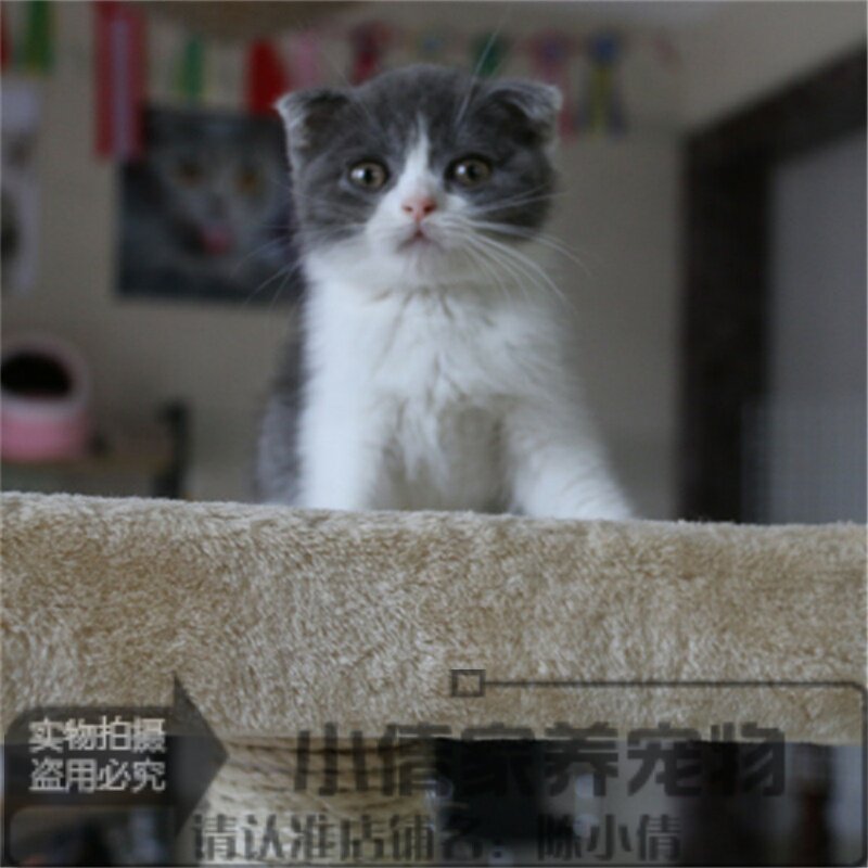 出售纯种英国短毛猫英短蓝猫蓝白正八字粉鼻头立耳蓝猫活体宠物h
