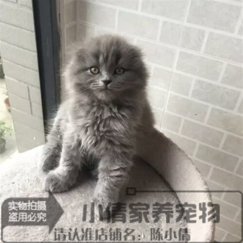 出售纯种活体英国短毛猫