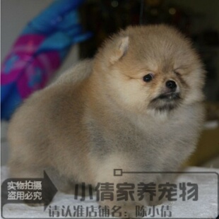 赛级双血统黄博美幼犬活体宠物狗狗日本俊介犬袖珍长不大狗博美h