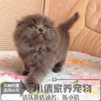 活体纯种英国短毛猫