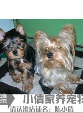 纯种活体约克夏梗犬