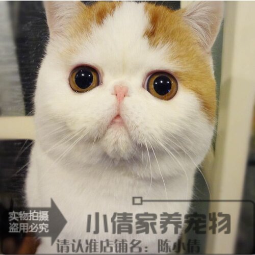 波斯猫价格_波斯猫图片- 星期三